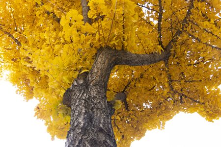 yellow-colored ginkgo leaves from bottom to top in autumnの写真素材