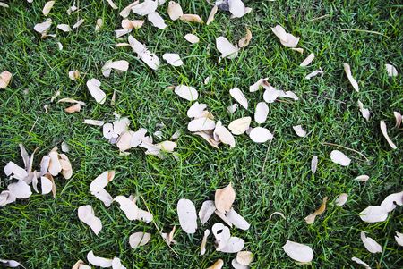 Leaves on top of grassの写真素材