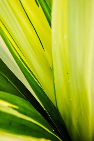 Leaf greenの写真素材