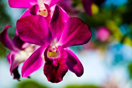 Chongko bloom pink flowersの写真素材