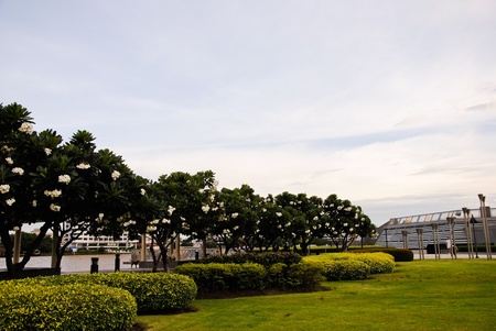 Green and Yard grassの写真素材