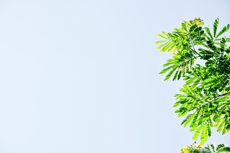 Leaves with a light blue backgroundの写真素材