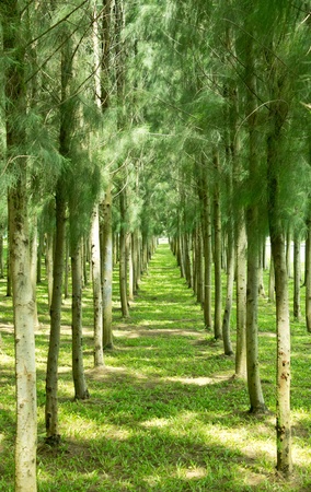 Garden greenのeditorial素材