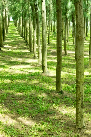 Garden greenのeditorial素材