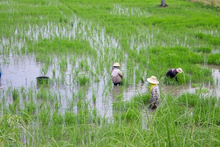 Green fieldのeditorial素材