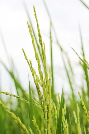 Spike in greenの写真素材