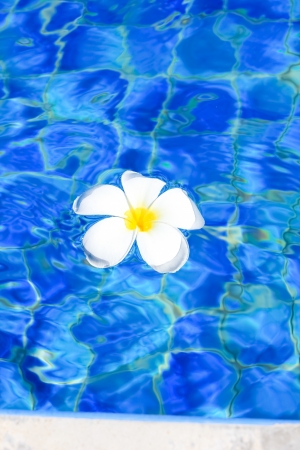 White flowers in the poolの写真素材