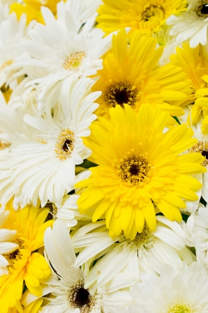 Yellow and White flowers in the tropics の写真素材