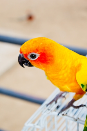 Parrots in the wildの写真素材