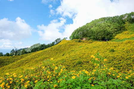 Mexican Sunflower Weed bloom in November of each year at Doi Mae U neck. Mae Hong Son Province, Thailandの写真素材