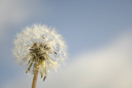 Dandelionの写真素材