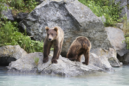 USA, Alaska, two Brown Bears beside riverの写真素材