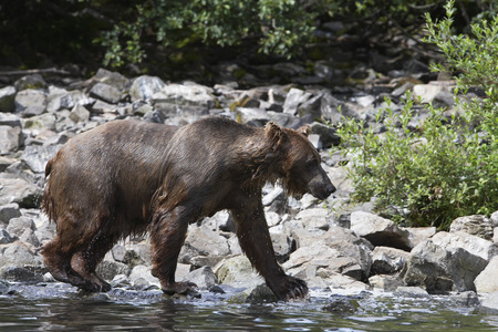 USA, Alaska, Brown Bear walking by water edge, side viewの写真素材