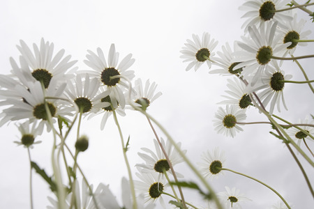 Field of Daisy flowers, low angle view, close upの写真素材