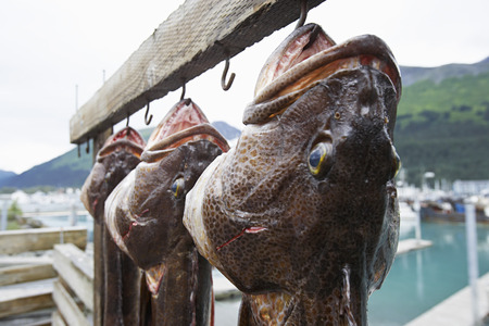 USA, Alaska, three dead Ling Cods hanging on hooks, close up