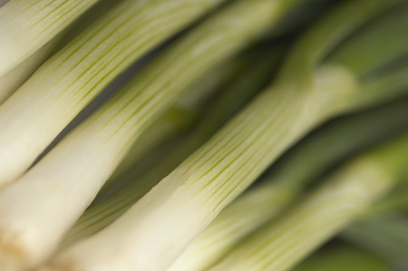 Leek, close-upの写真素材