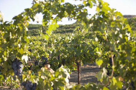 Grape vines in vineyard