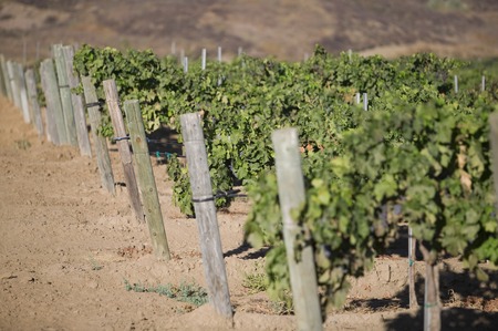 Grape vines in vineyardの写真素材
