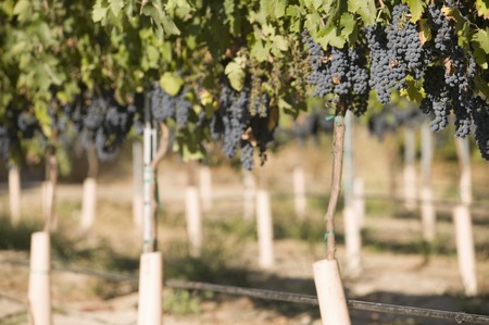 Grapes in vineyard