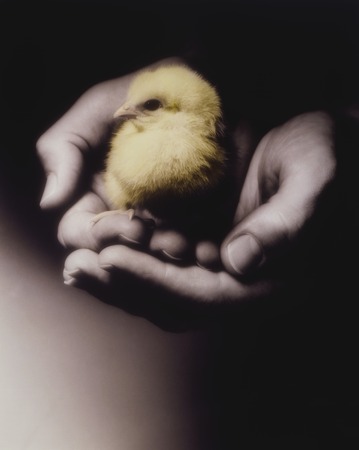 Two Hands Holding Chickの写真素材