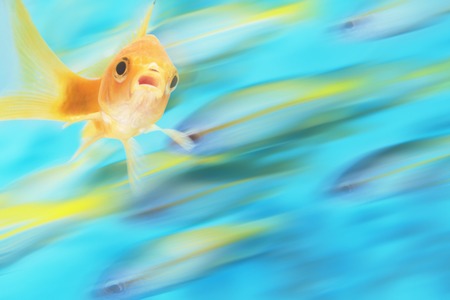 Gold fish with school of fish in motion in background, digital compositeの写真素材