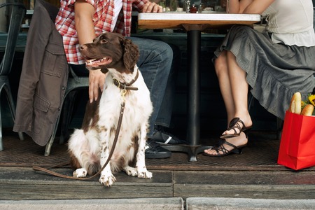 Dog and Owners Sitting at Sidewalk Cafeの写真素材
