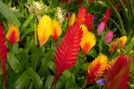 Red and yellow flowers (close-up)の写真素材