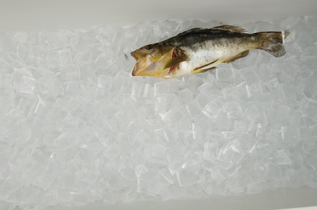 Fish on ice