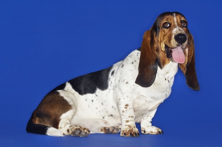 Basset hound sitting tongue outの写真素材
