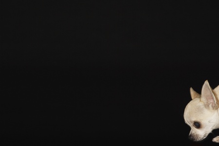 Chihuahua sniffing groundの写真素材