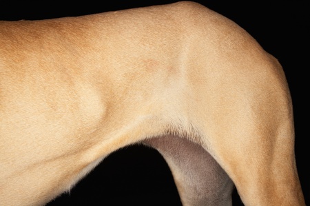 Dog hindquarters detailの写真素材