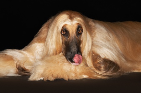 Afghan hound lying downの写真素材