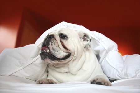 White bulldog under duvetの写真素材