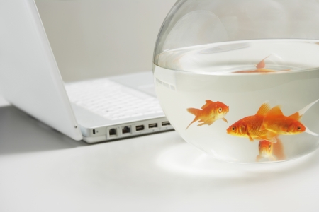 Close up of four goldfish in bowl with laptop behindの写真素材