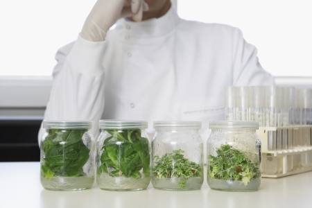 Four glass jars containing plant material lab worker behindの写真素材