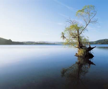Tree in Lake Reflecting on Still Waterの写真素材