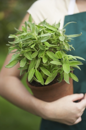 Woman Holding Potted Plantの写真素材