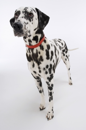 Dalmatianの写真素材
