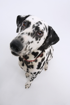 Dalmatianの写真素材