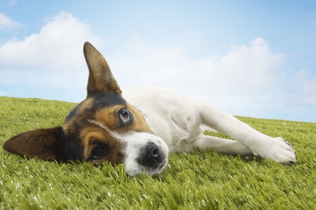 Jack Russell terrier lying on side looking up front viewの写真素材