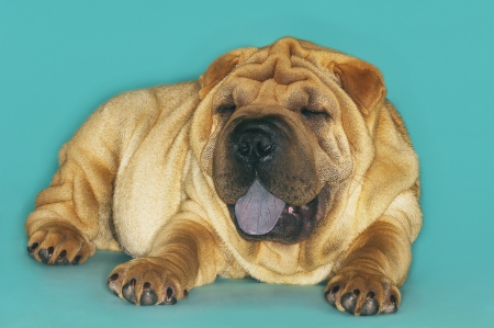 Shar-pei lying down with tongue outの写真素材