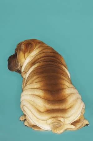 Shar-pei sitting back viewの写真素材