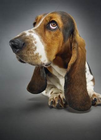 Basset hound close-upの写真素材