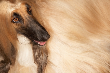 Afghan hound close-upの写真素材
