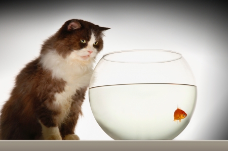 Cat sitting looking at goldfish in fishbowl side viewの写真素材