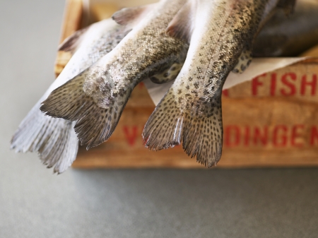 Fish hanging out of box low sectionの写真素材