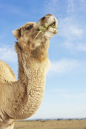 Camel Eatingの写真素材