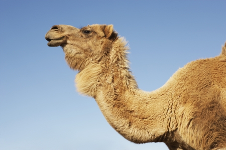 Dromedary Camelの写真素材