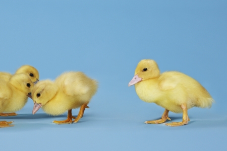 Yellow Chicksの写真素材