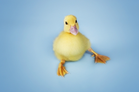 Yellow Chickの写真素材